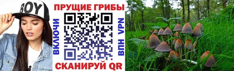 где можно купить   Североуральск  Галлюциногенные грибы Cubensis 
